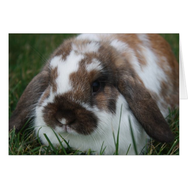 Holland Lop Bunny by T Schwandt Photography (Front Horizontal)