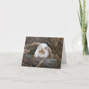 Holland Lop Notecard
