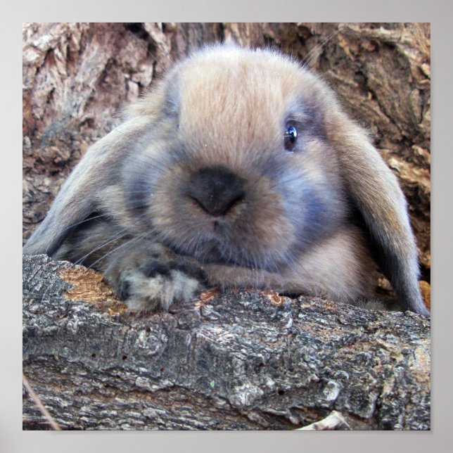 Holland Lop print (Front)