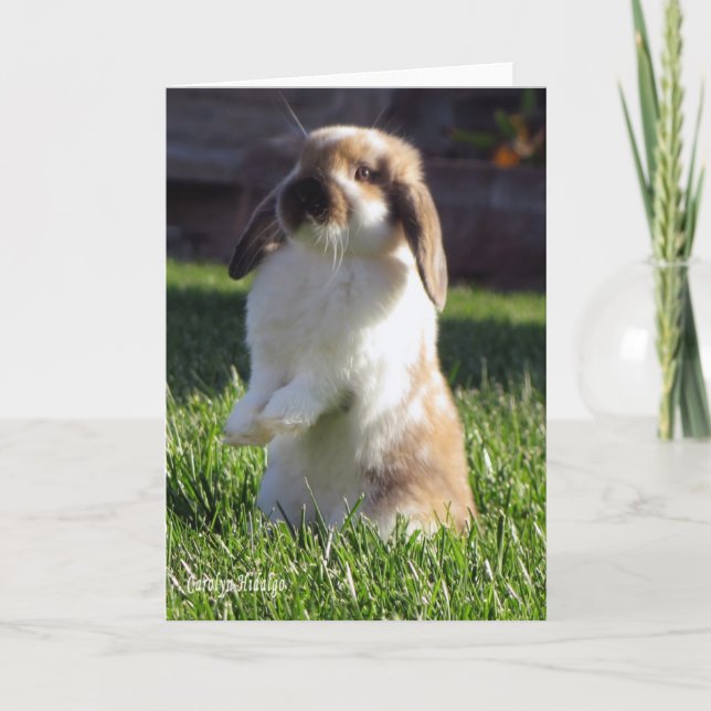 Holland Lop Standing up Card (Front)