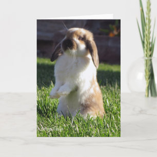 Holland Lop Standing up Card
