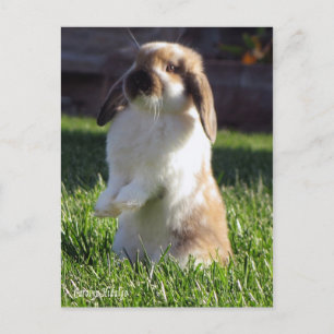 holland lop standing up postcard