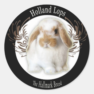 Holland Lop Stickers