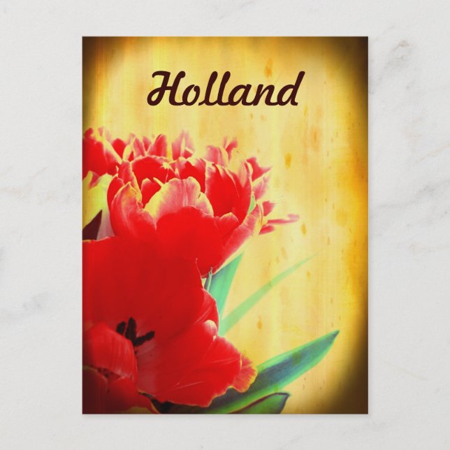 Holland, Orange Tulips Postcards (Front)