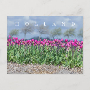 Holland pink tulips field view postcard