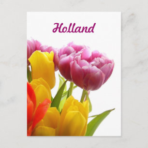 Holland, Purple & Yellow Tulips Postcards