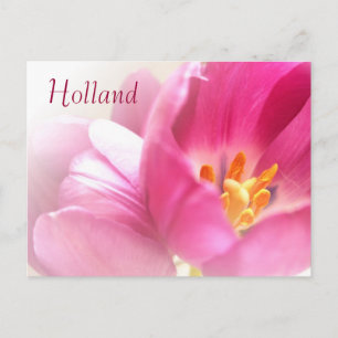 Holland, Spring Tulips Postcard