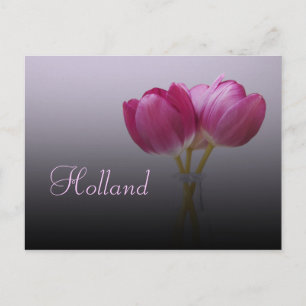 Holland, Spring Tulips Postcard
