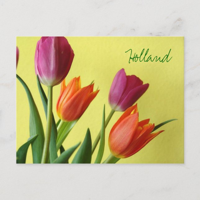 Holland, Tulips Postcard (Front)