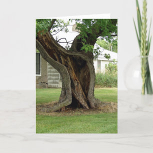 Hollow Tree Card