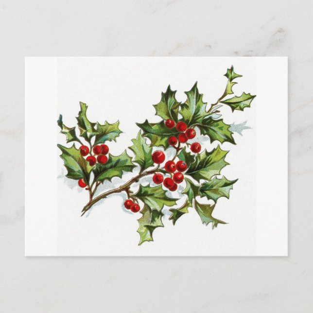 Holly Berries 001 Postcard (Front)