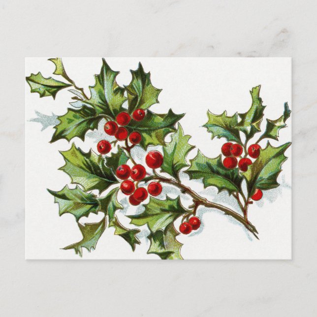 Holly Berries 002 Postcard (Front)