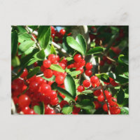 Holly Berries
