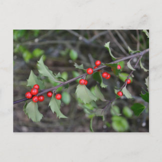 Holly Berries Postcard