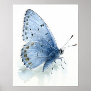 Holly Blue Butterfly Art Print Poster