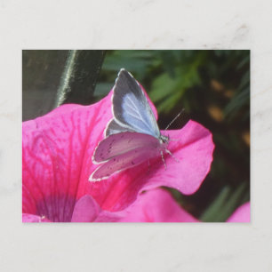 Holly Blue Butterfly on Pink Flower DIY Postcard