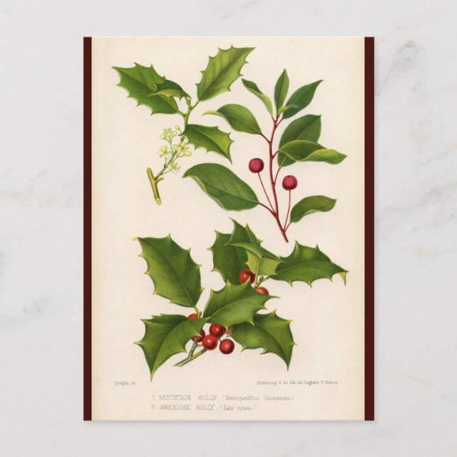 Holly Botanical Illustration Christmas Postcard (Front)