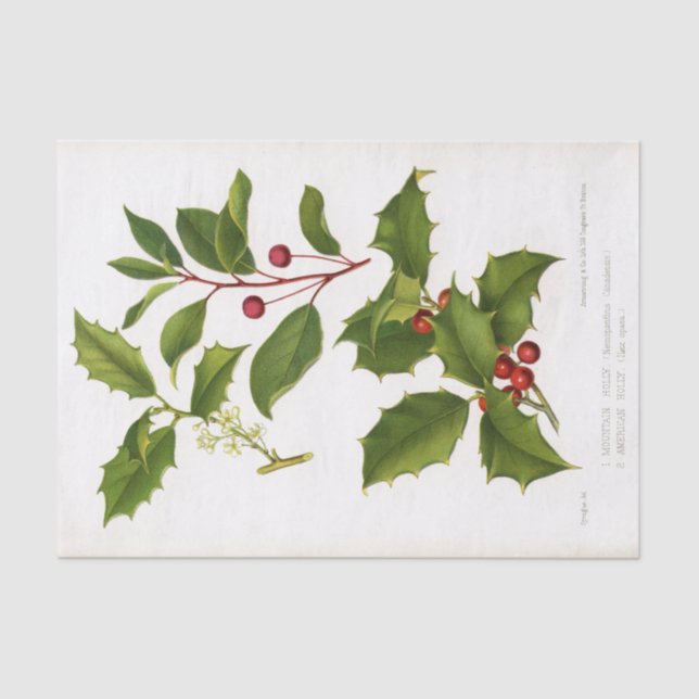 Holly Botanical Illustration Christmas Tissue Paper (Front)