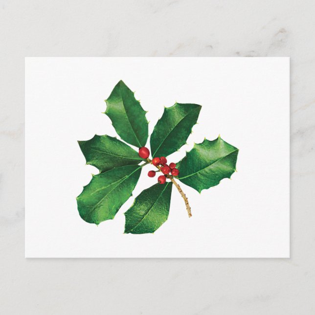 Holly Branch Postcard (Front)