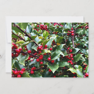 Holly leaves and Berries Holiday Card