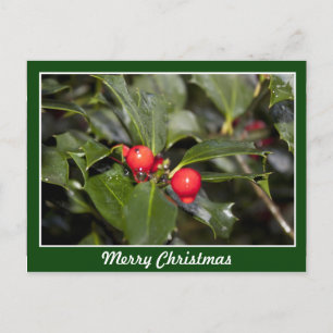 Holly leaves and red berries, Merry Christmas Holiday Postcard