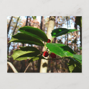 Holly Leaves I Holiday Botanical Postcard