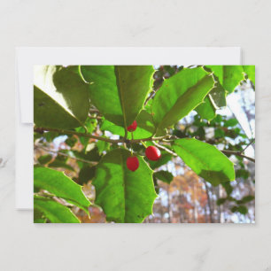 Holly Leaves II Holiday Nature Botanical
