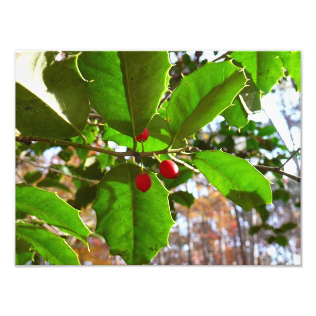 Holly Leaves II Holiday Nature Botanical Photo Print (Front)