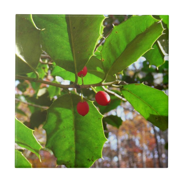 Holly Leaves II Holiday Nature Botanical Tile (Front)