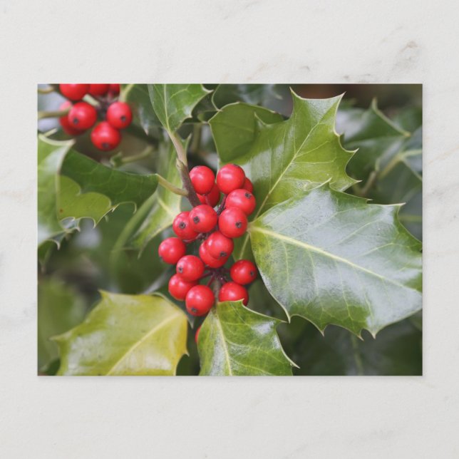 Holly Photo Postcard (Front)