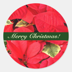 Holly Point Poinsettias Christmas Floral Classic Round Sticker