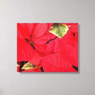 Holly Point Poinsettias Holiday Floral Canvas Print