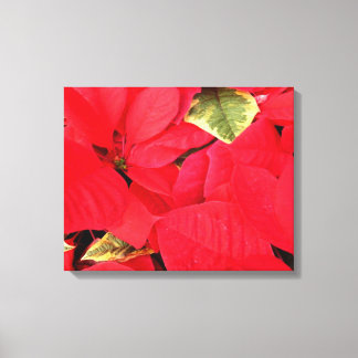 Holly Point Poinsettias Holiday Floral Canvas Print