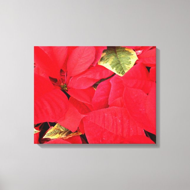 Holly Point Poinsettias Holiday Floral Canvas Print (Front)