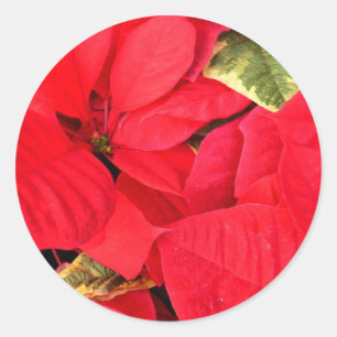 Holly Point Poinsettias Holiday Floral Classic Round Sticker