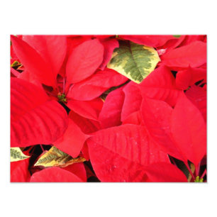 Holly Point Poinsettias Holiday Floral Photo Print