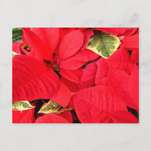Holly Point Poinsettias Holiday Floral Postcard