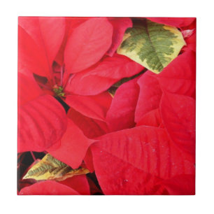 Holly Point Poinsettias Holiday Floral Tile