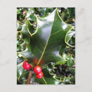 Holly Postcard