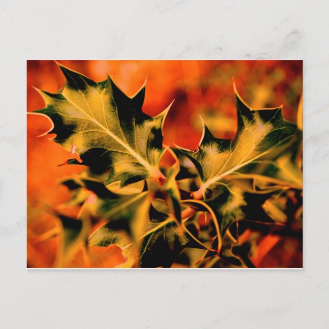 Holly Postcard (Front)