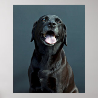 Holly the black Labrador Poster