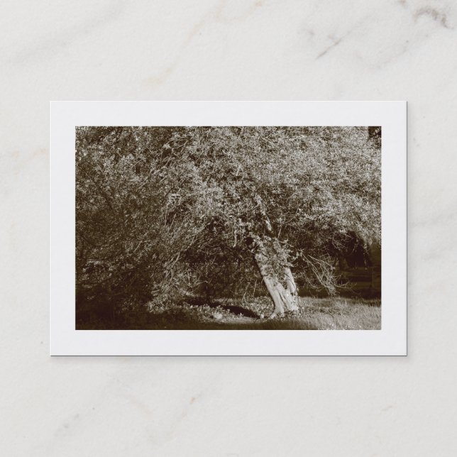 Holly Tree - Sepia (Bordered) Business Card (Front)