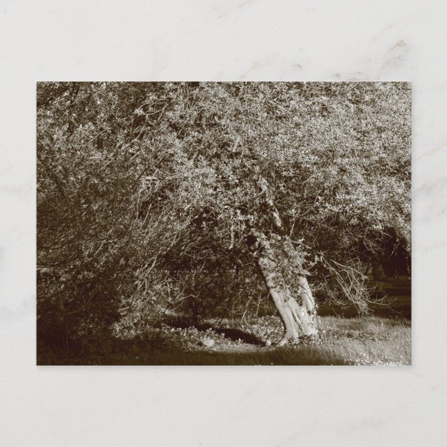 Holly Tree - Sepia Postcard (Front)