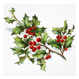 HollyBerries20150802 Photo Print