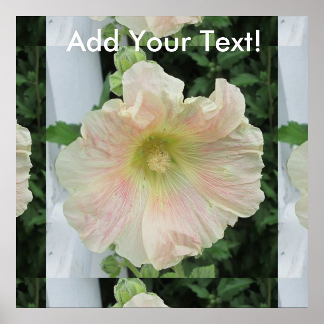 Hollyhock White Pretty Flower Poster (Front)