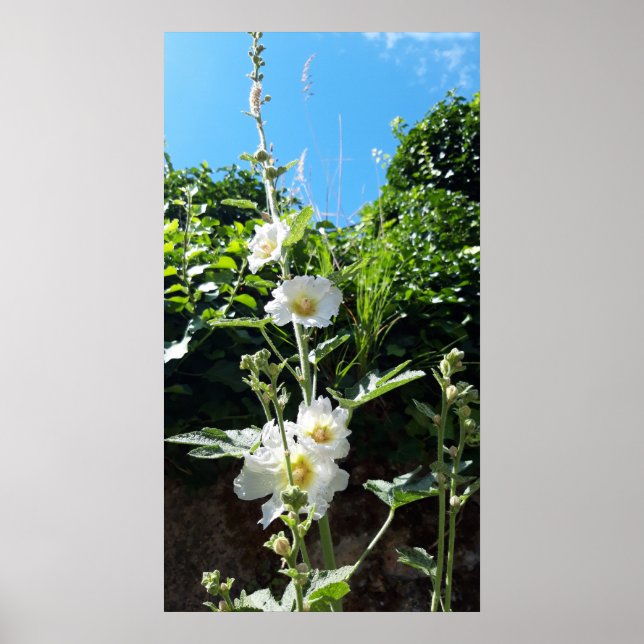 Hollyhocks flower , Alcea Alba Poster (Front)