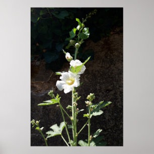 Hollyhocks flower , Alcea Alba Poster