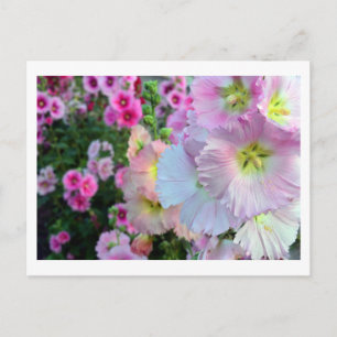 Hollyhocks: Japan Postcard