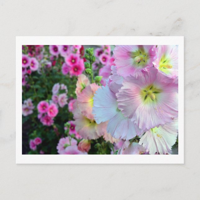 Hollyhocks: Japan Postcard (Front)