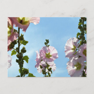Hollyhocks: Japan Postcard